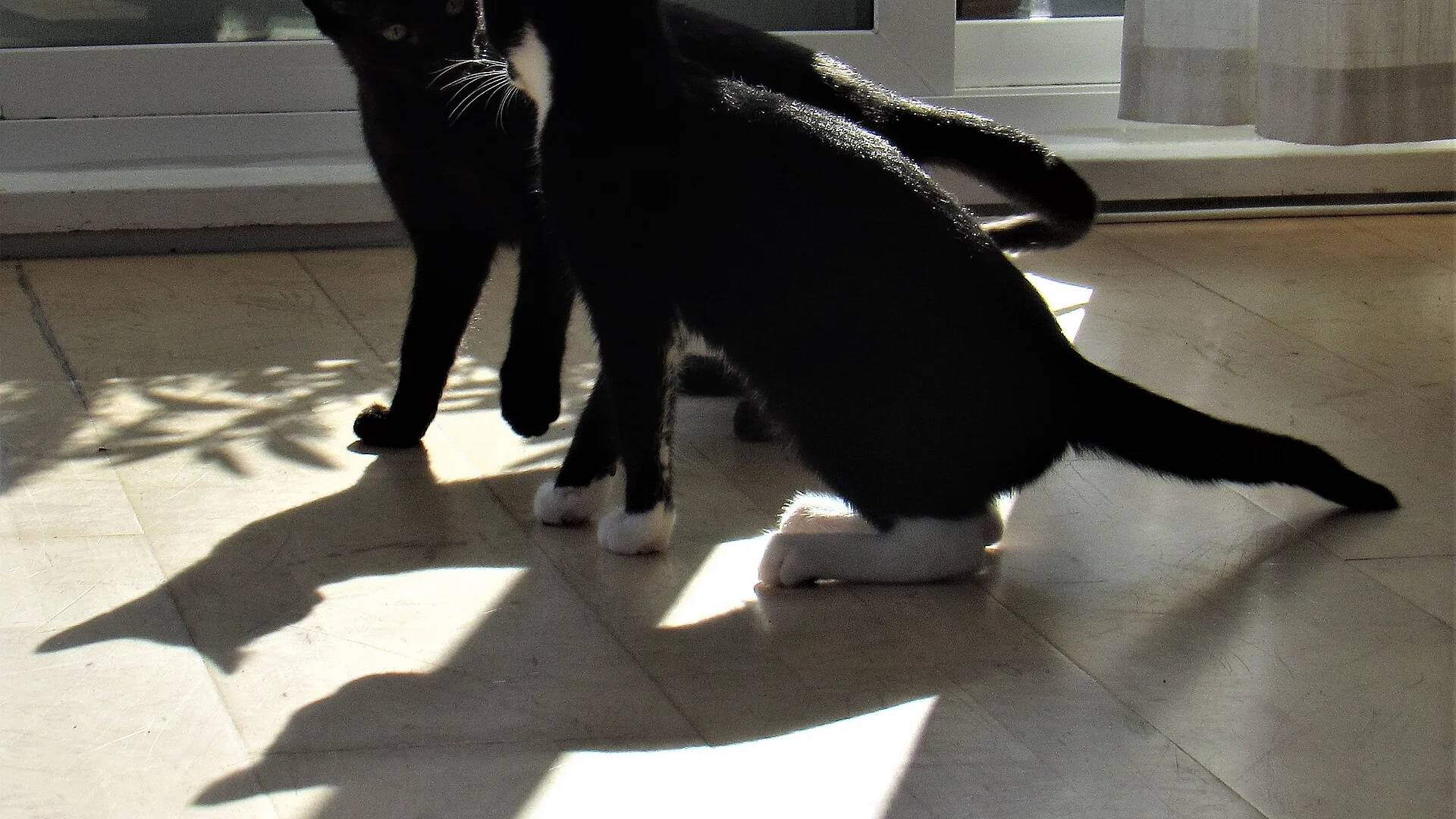 Two foster kittens at home. The picture is not from the Alachua County shelter.