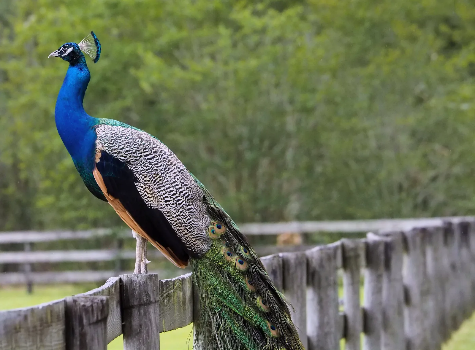 A peacock on a fence along the entrance path at Carson Springs Wildlife Conservation Foundation, east of Gainesville.