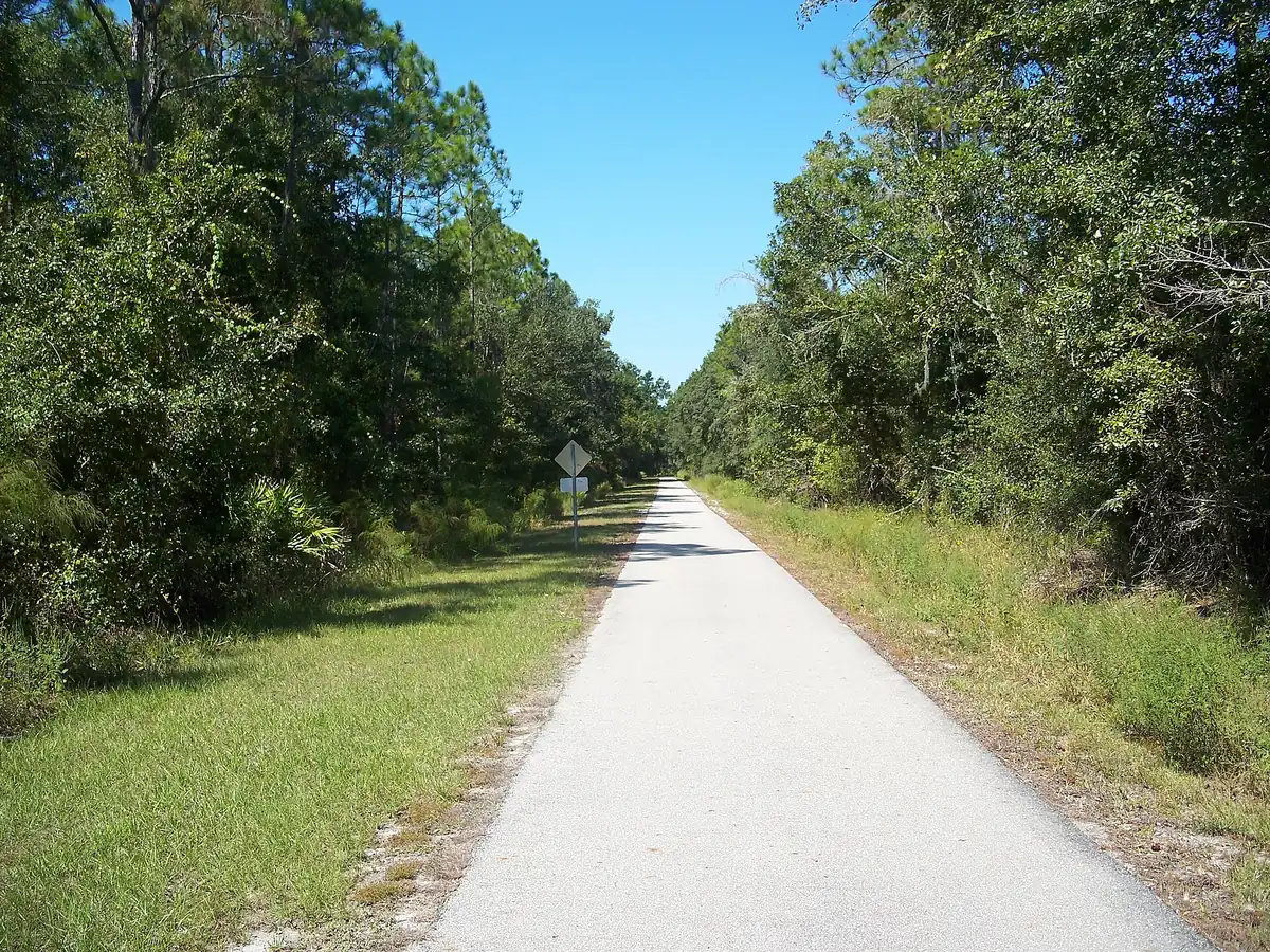 The paved Gainesville-Hawthorne State Trail, the course of the Tom Walker Half Marathon and 5K, running between pine woods midway along the trail.