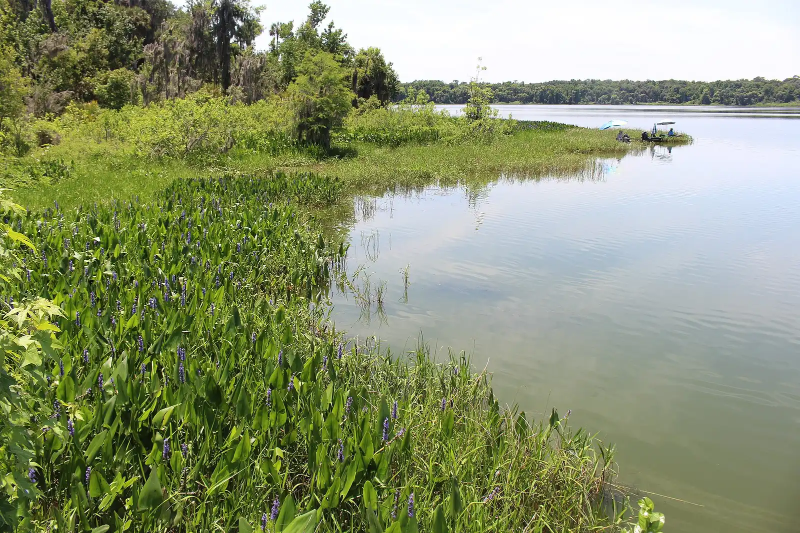 Lake Wauburg on the edge of Paynes Prairie Preserve State Park, south of Gainesville.
