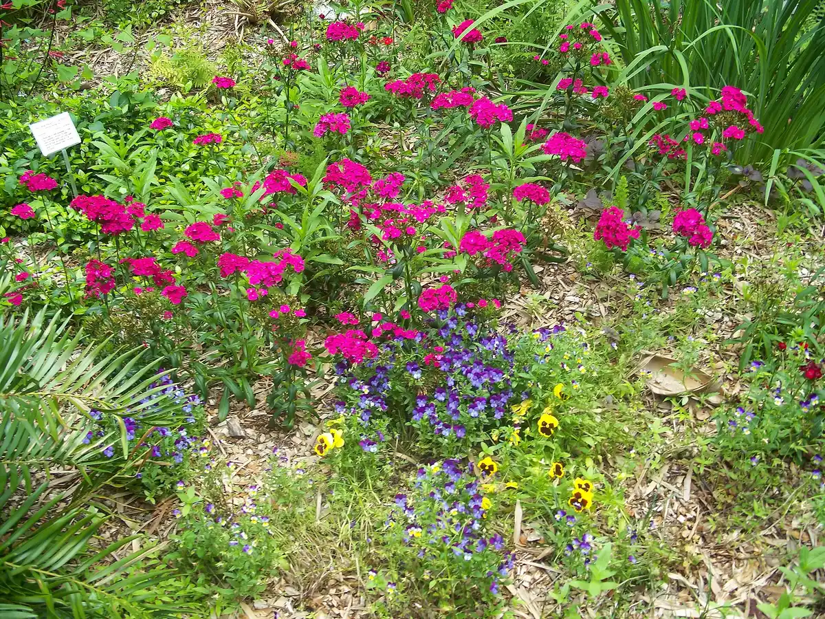 Flower beds in bloom at Kanapaha Botanical Gardens in Gainesville.