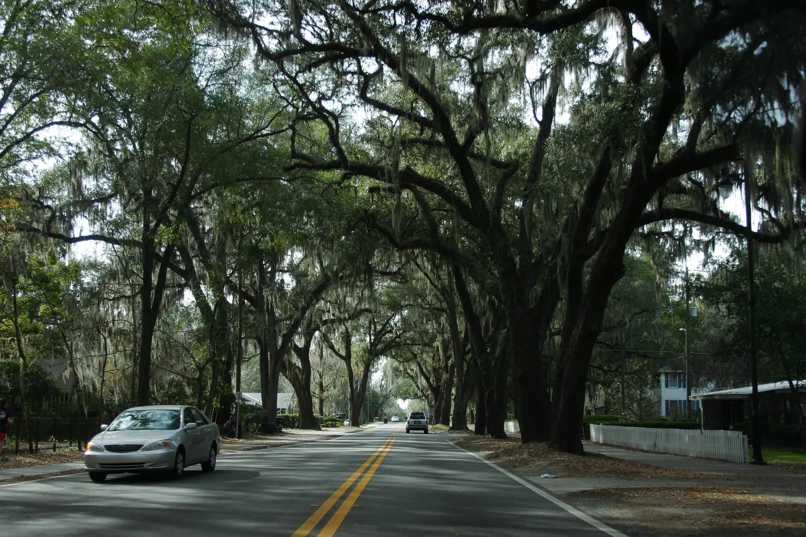 Oak trees over westbound State Road 26A in Gainesville