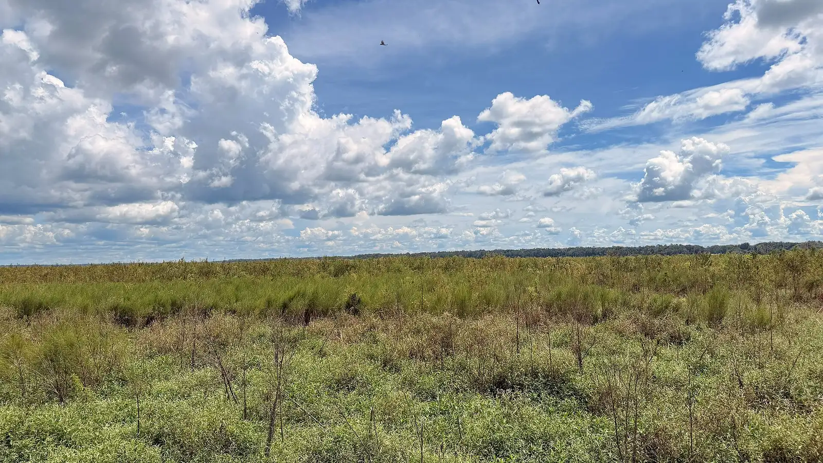Open prairie under spring clouds at Paynes Prairie Preserve State Park, just south of Gainesville.